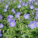 Geranium himalayense 'Gravetye'